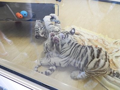 White Tiger Cubs15