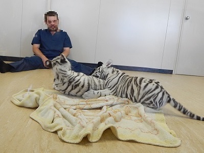 White Tiger Cubs17