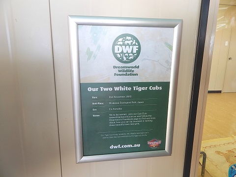 White Tiger Cubs2