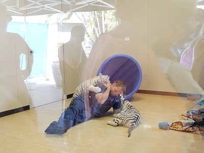 White Tiger Cubs5