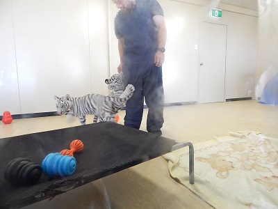 White Tiger Cubs7