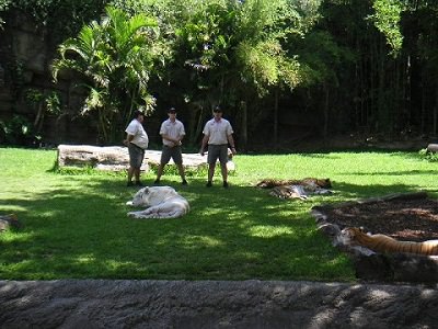 White Tiger at Dreamworld