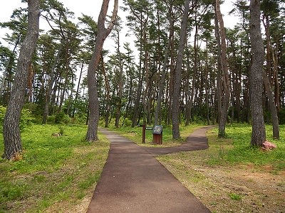 iwate-ofunato-goishi-kaigan2
