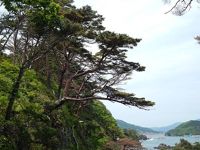 iwate-ofunato-goishi-kaigan21