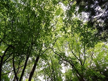 iwate-ofunato-goishi-kaigan25
