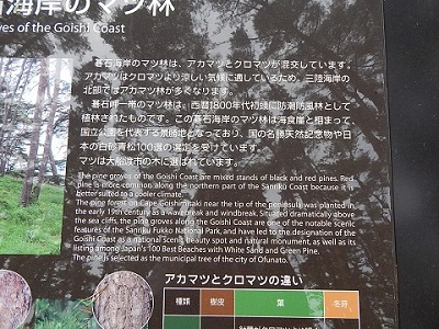 iwate-ofunato-goishi-kaigan27