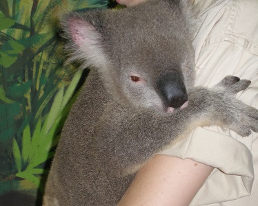 Koala at Dreamworld