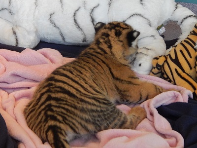 Twin Baby Tigers at Dreamworld15