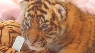祝・双子のトラの赤ちゃん誕生！胸キュン！かわいい虎の画像集