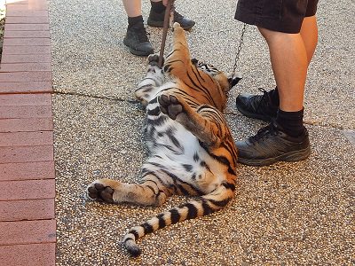 Tiger Cub at Dreamworld12
