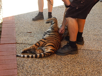 Tiger Cub at Dreamworld13