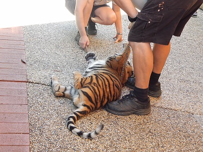 Tiger Cub at Dreamworld14