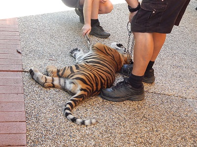 Tiger Cub at Dreamworld15
