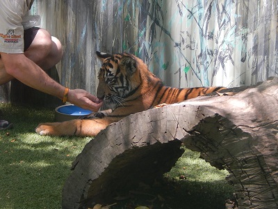 Tiger Cub at Dreamworld21