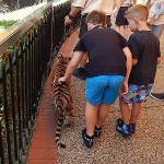 触ったぞ！オーストラリアドリームワールドのかわいい虎の子供画像集