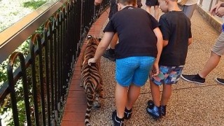 触ったぞ！オーストラリアドリームワールドのかわいい虎の子供画像集