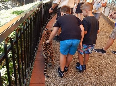 Tiger Cub at Dreamworld8